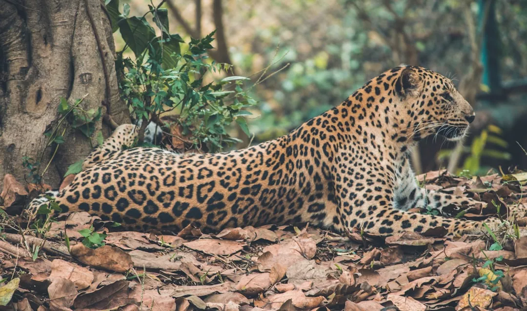Como afastar onça do acampamento